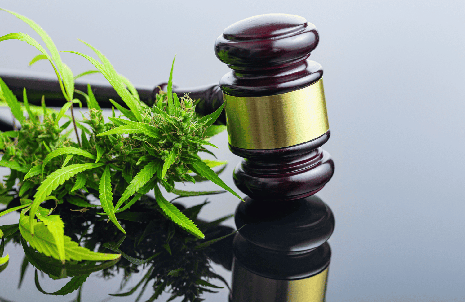 Mitwellness Legal Kratom