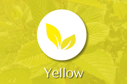 Yellow kratom strain